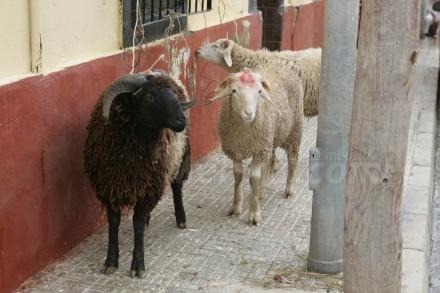 Estos borregos esperan a su sacrificio por la Pascua Musulmana