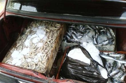 La Policía Local sigue combatiendo la venta ilegal de alimentos, como el pescado, que a ve...