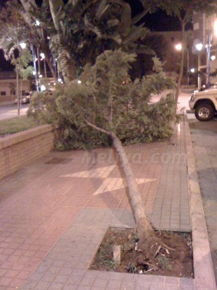 Una de las consecuencias del fuerte viento es la caida de algunos árboles
