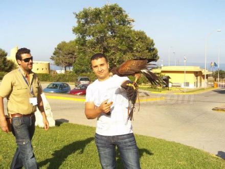 Abdelmoula disfruta de la maravillosa compañía de un ave rapaz en Rostrogordo