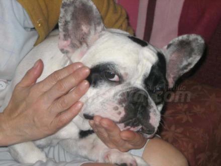 Es la raza canina de moda, el bulldog francés