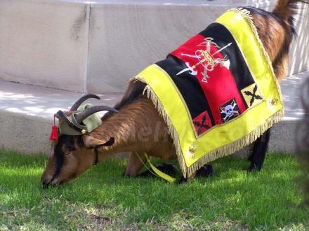Se trata de la cabra legionaria pillada 'infraganti' poniéndose hasta las trancas de fino...