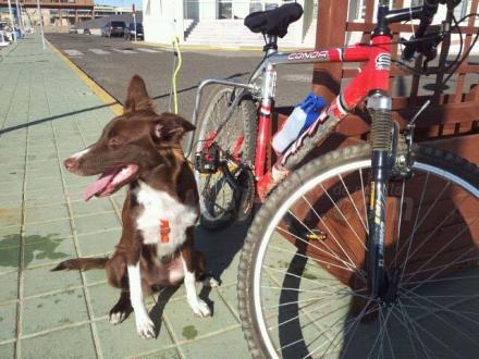 Duna, la amiga de Alex Moreno, por fin, descansa después de su entrenamiento por el Paseo...