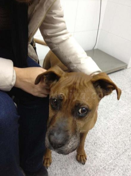 Esta hermosa y cariñosa perra, Tina, recibe quimioterapia, tiene cáncer
