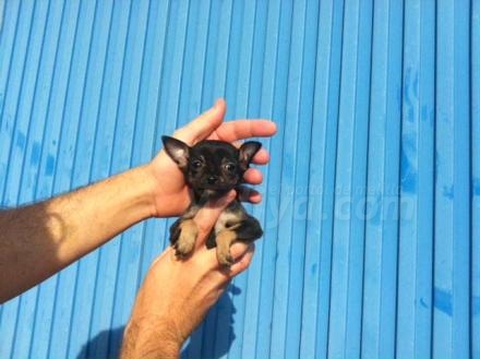 Este hermoso cachorrito de Mascotas Revilla espera que un corazón melillense se lo lleve a...