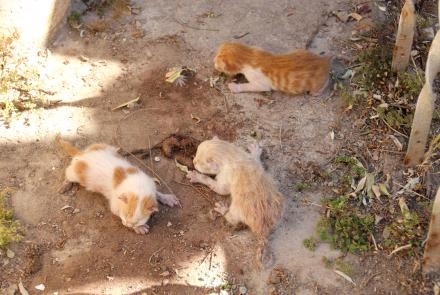 Estos tres gatitos han nacido hoy junto a una de las tumbas del cementerio de la ciudad co...