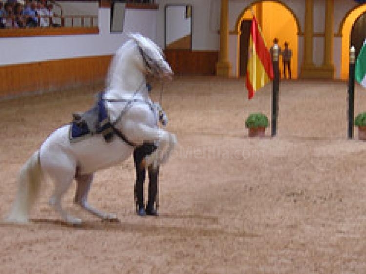La Plaza de Toros de Melilla acogerá el próximo 5 de mayo el espectáculo ecuestre “Cómo bailan los caballos andaluces”