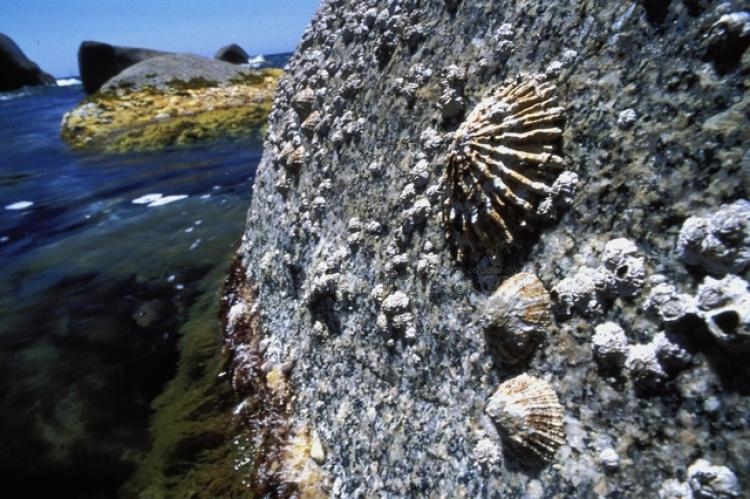 El Gobierno central abre el plazo de presentación de ofertas para el Estudio de la biología reproductiva de Patella ferruginea en las Islas Chafarinas