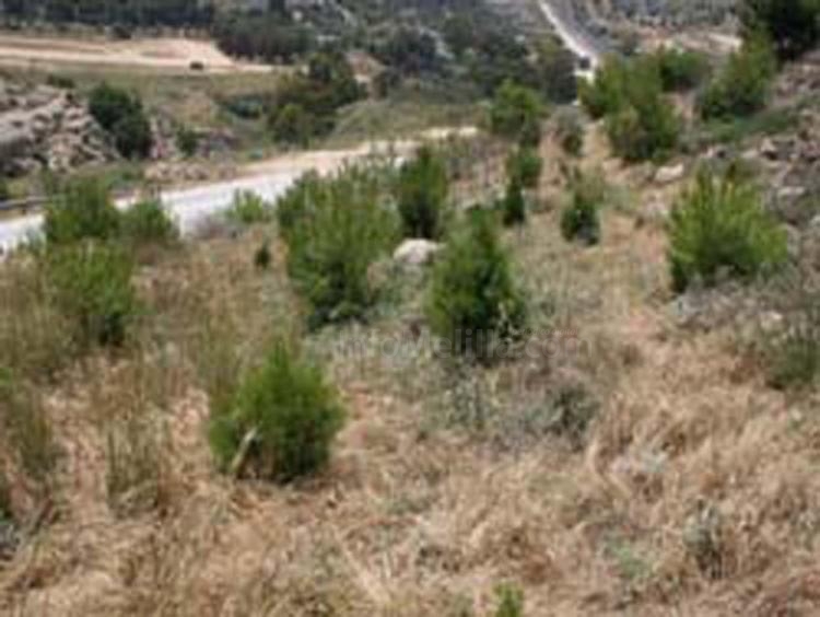 Plantación de Guelaya
