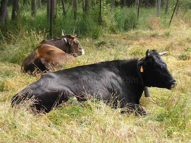 El Ministerio de Agricultura mantiene a Melilla en zona restringida para el movimiento de animales por riesgo de lengua azul