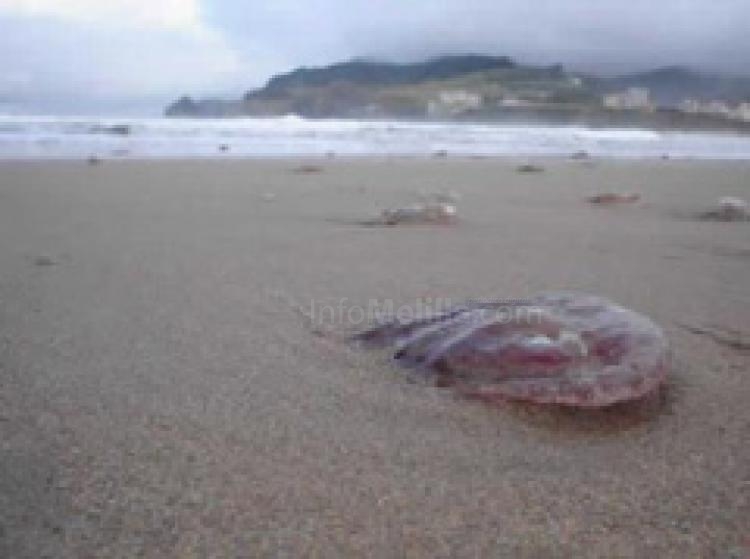 Lo peor de las medusas ha pasado pero una segunda picadura puede ser grave