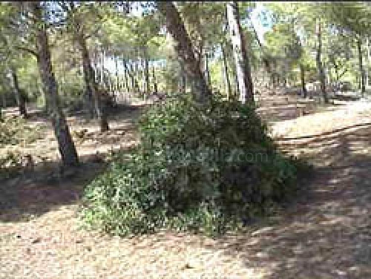 Guelaya llevará a cabo el próximo sábado una nueva plantación de especies autóctonas en las inmediaciones de los Pinares de Rostrogordo
