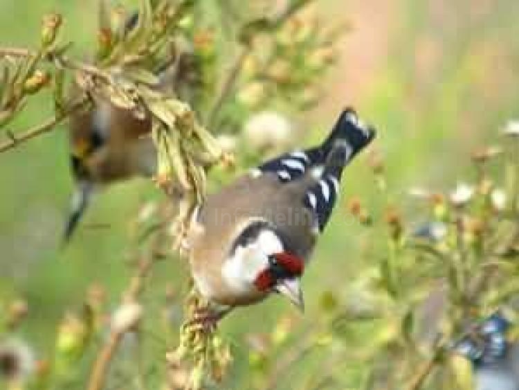 Guelaya acusa al Gobierno de Melilla de aprobar un reglamento regulador de caza de aves fringílidas “que está fuera de la ley”