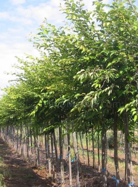 Guelaya y la CHG acuerdan la creación de un vivero de especies forestales autóctonas en Melilla