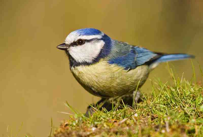 Melilla realizará seguimientos a especies de aves pequeñas "débiles"