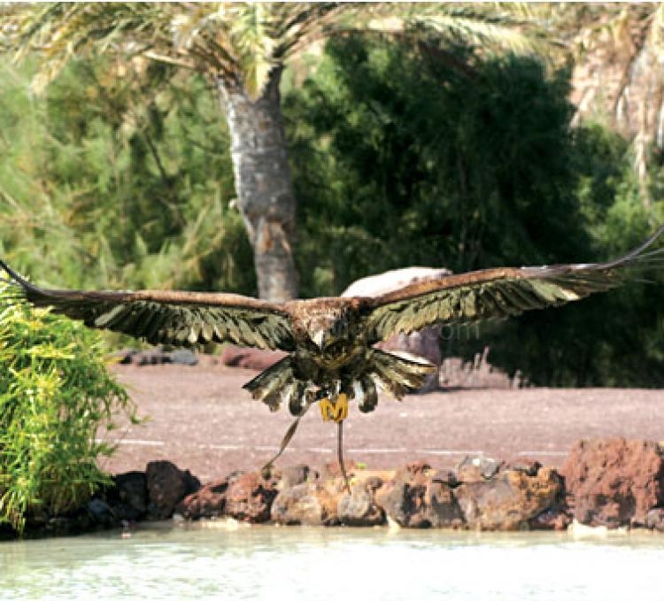 El Centro de Recuperación de Aves de Melilla recibe 6.000 visitas al año