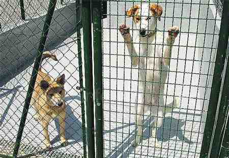 Las residencias caninas de Melilla elevan la ocupación al 80 por ciento en verano