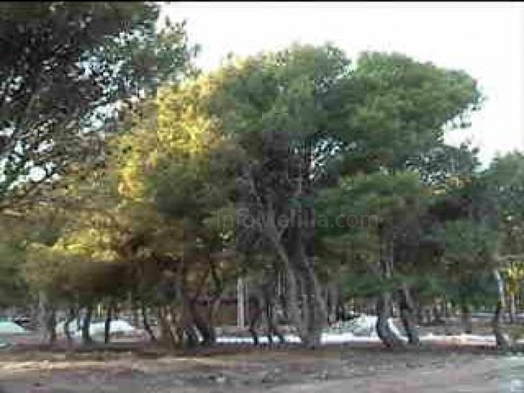 Ecologistas apuestan por la adecuación del abono para la reforestación