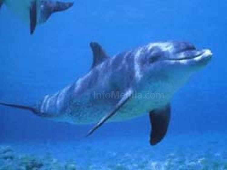 Los Ecologistas melillenses no prevén realizar avistamientos de delfines durante 2009