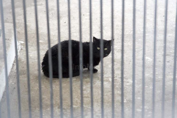 Melilla logra dar un giro de 180 grados a su política de cuidado de animales abandonados con el nuevo Centro de Acogida