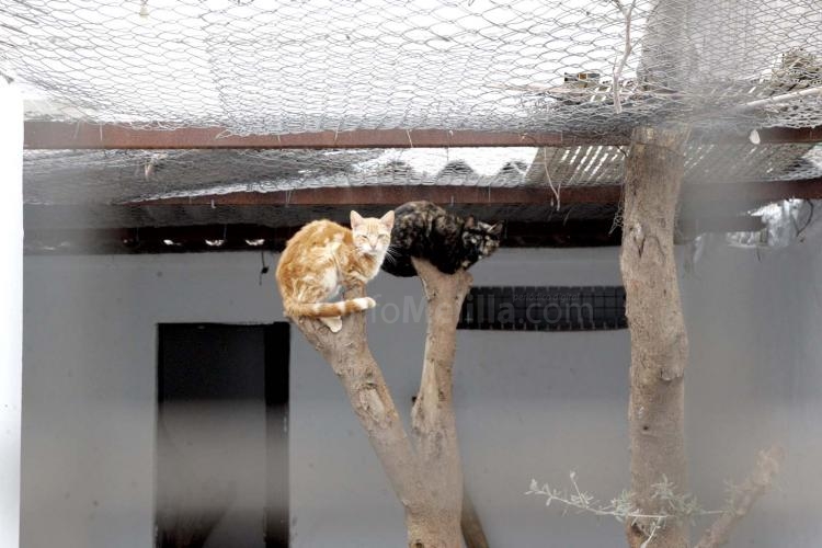 Melilla logra dar un giro de 180 grados a su política de cuidado de animales abandonados con el nuevo Centro de Acogida