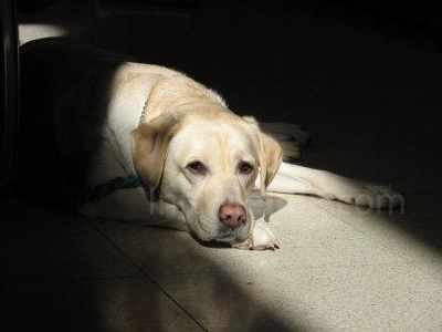 Unos 500 perros y gatos desbordan la Sociedad Protectora de Melilla