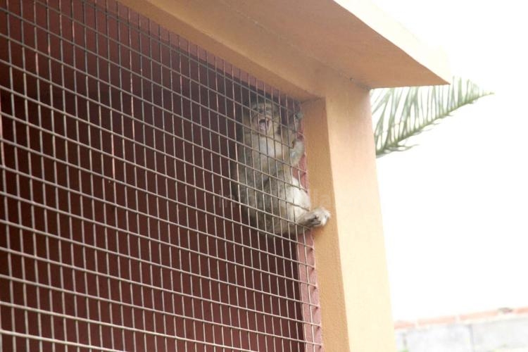 Melilla logra dar un giro de 180 grados a su política de cuidado de animales abandonados con el nuevo Centro de Acogida