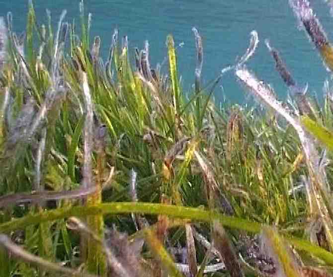 Melilla se incorpora a un programa nacional de recuperación de la flora marina
