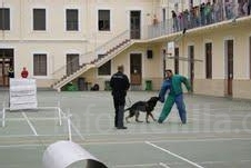La Unidad Canina de la Policía Local lleva a cabo exhibiciones ante alumnos de La Salle durante este mes de noviembre