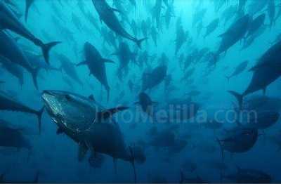 Postpuesto hasta la próxima semana el II Cameponato de Melilla de fotografía submarina