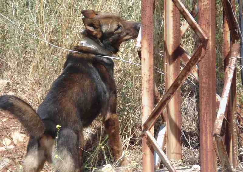 La Comandancia General participa en el Campeonato de España de Perros de Búsqueda y Rescate