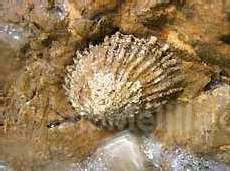 El Ministerio de Medio Ambiente edita una guía para la conservación de la Lapa Ferrugínea en España