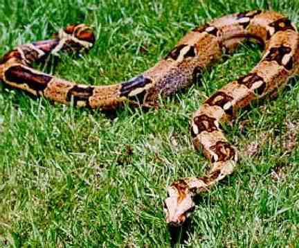 Melilla amplía el reglamento de animales peligrosos tras detectar la tenencia de serpientes y cocodrilos en domicilios particulares