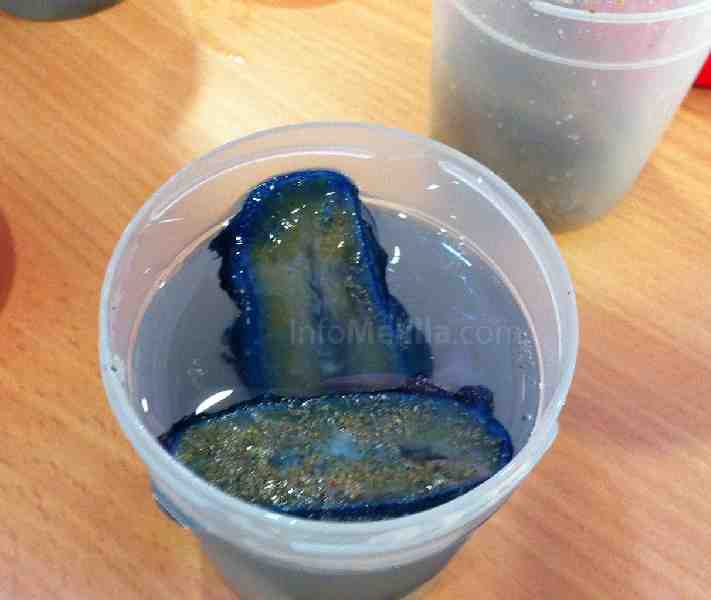 Muestras de velella encontradas en Melilla