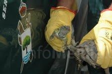 Intervenidos en Melilla varios animales en peligro de extinción en el interior de vehículos durante la OPE