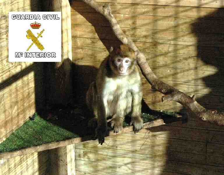 La Guardia Civil localiza dos macacos abandonados