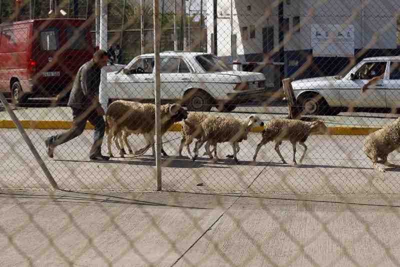 Se incrementa el paso de carneros por el puesto fronterizo de Farhana