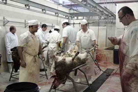 Tan sólo 77 de los cerca de 5.000 borregos se sacrifican en el matadero