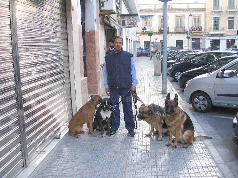Rachid, el señor de los perros, no descansa en Navidad