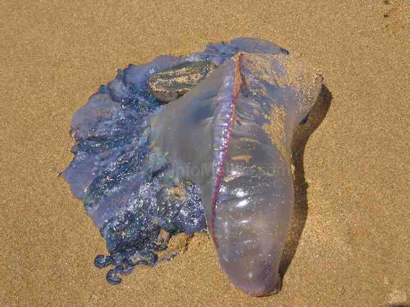 La carabela portuguesa tiene una picadura peligrosa