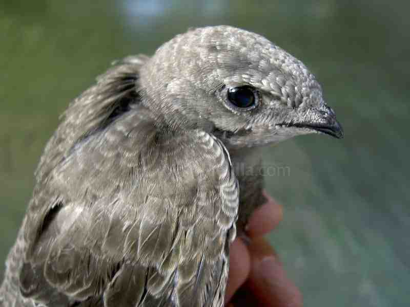 Guelaya Ecologistas en Acción pide un mayor control para evitar la caza ilegal de aves