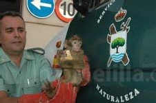 Intervenidos en Melilla varios animales en peligro de extinción en el interior de vehículos durante la OPE