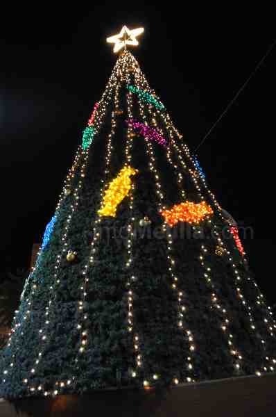 Árbol situado en la plaza Comandante Benítez