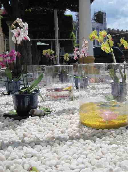 La primavera estalla con 'Melilla en flor'