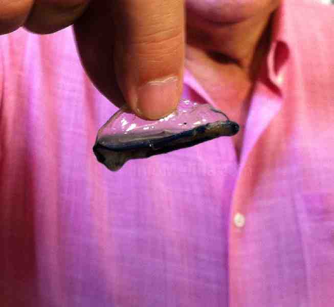 Una velella en manos del consejero de Medio Ambiente