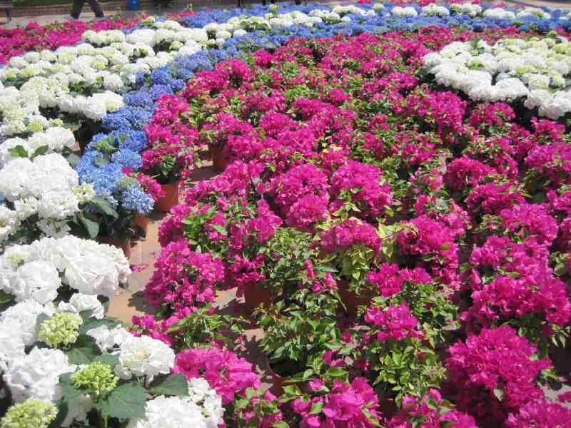 La primavera estalla con 'Melilla en flor'