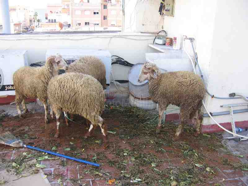 Los musulmanes melillenses se preparan para la celebración del Ait El Kebir o Fiesta del Sacrificio