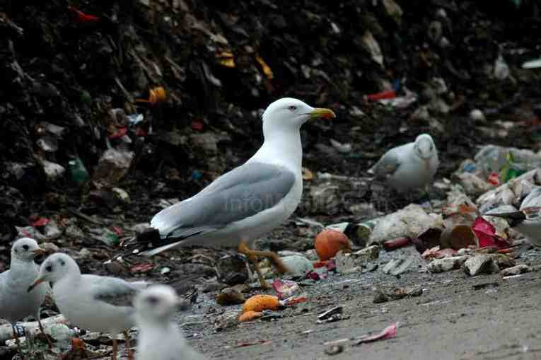 Guelaya Eccologistas en Acción pone en marcha un plan para salvaguardar la fauna y flora de Melilla