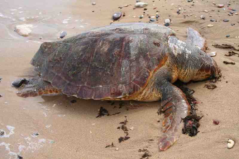 Encuentran una gran tortuga boba muerta en la playa de Melilla