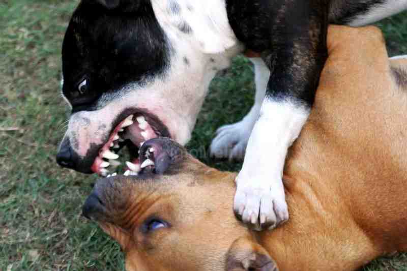 Objetivo: erradicar las peleas entre perros